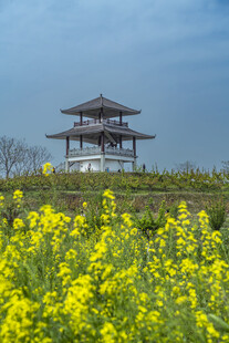 油菜花海中的古风亭阁