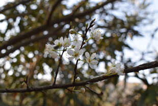 枝头绽放的洁白小花