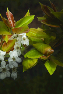 绿叶白花植物特写