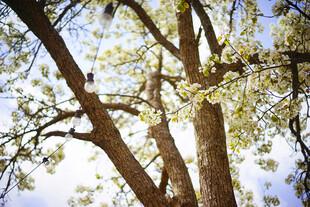 春日繁花满树的高大树木