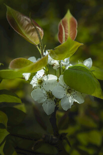 枝头绽放的清新白色花朵