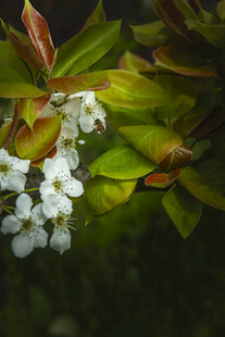 白色小花与绿叶相依