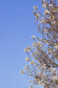 蓝天映衬下的繁花满树