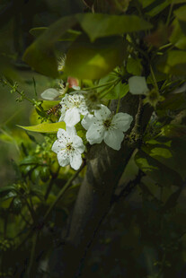 枝头白花绽于绿叶间