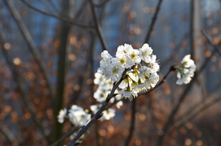 枝头绽放的洁白花朵