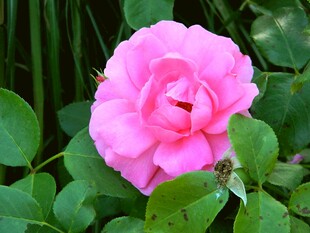 娇艳粉色月季花