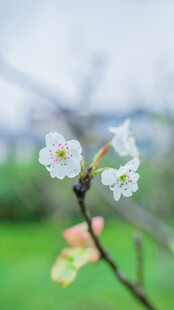 枝头绽放的白色小花