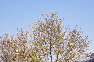 春日繁花满树的景致