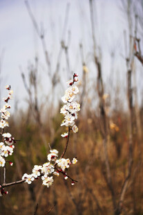 枝头绽放的白色小花