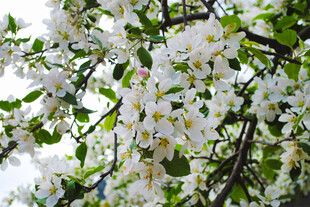 枝头绽放的洁白花朵