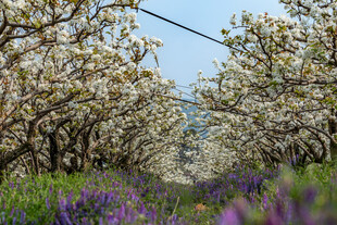 春日繁花盛开的美丽花径