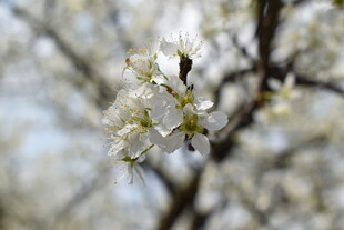 枝头绽放的洁白花朵