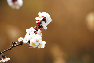 枝头绽放的洁白杏花