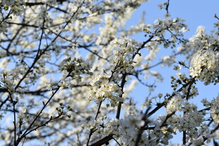 春日繁花盛开的枝头