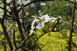 枝头绽放的素雅白色花朵
