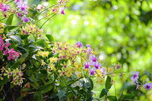 繁花盛开的自然美景