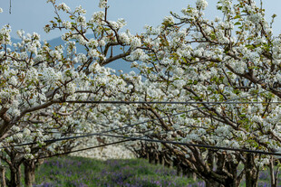 春日繁花盛开的果树景象