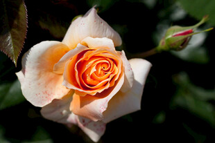 娇艳渐变玫瑰花特写