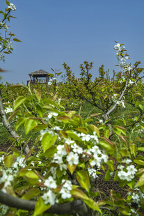 春日繁花盛开的果园景色