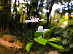 林间绽放的素雅小白花