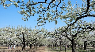 春日梨园繁花盛开