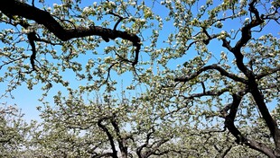 春日繁花盛开的树枝