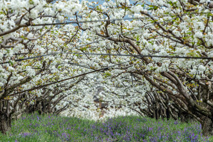 繁花满树的梦幻林间小道