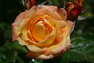 娇艳黄粉玫瑰花特写