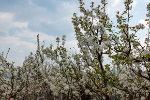 春日繁花盛开的果树林
