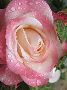 带露的柔美粉色玫瑰花