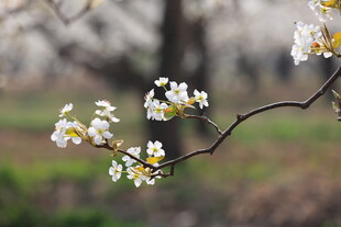 枝头绽放的素雅白色小花