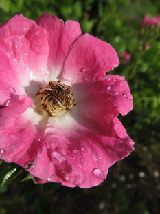 带水珠的娇艳粉色月季花