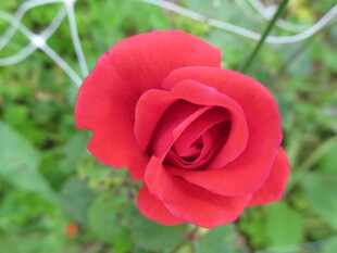 娇艳红玫瑰绽放于绿野