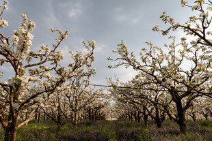 春日梨园繁花盛开