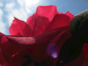 娇艳红玫瑰特写