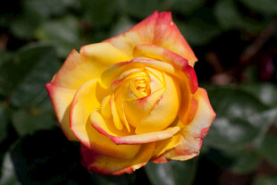 黄红双色娇艳月季花