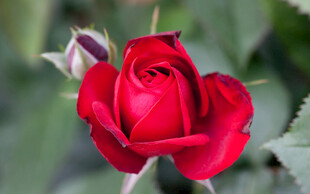 娇艳红玫瑰特写