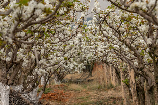 春日繁花盛开的梨树林