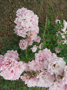 粉色柔美盛开的娇嫩花朵