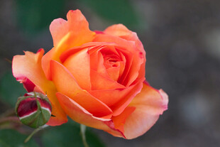 橙红色娇艳盛开的玫瑰花