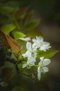 枝头绽放的洁白小花