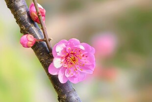 枝头绽放的娇艳粉色梅花