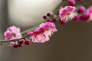 粉色绽放的美丽花枝