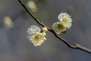 白梅绽放枝头
