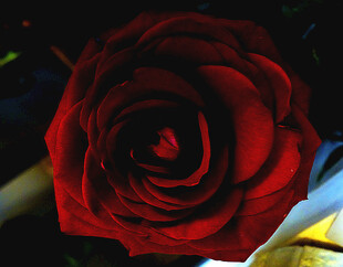 娇艳红玫瑰特写