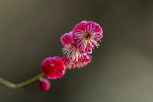 娇艳红梅绽放枝头
