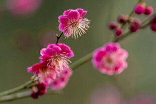 娇艳红梅绽放枝头