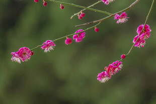 粉色小花垂挂枝头