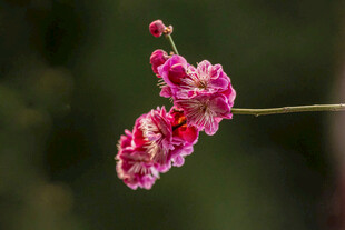 娇艳粉色花朵特写