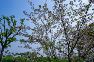 春日繁花绽放的树木